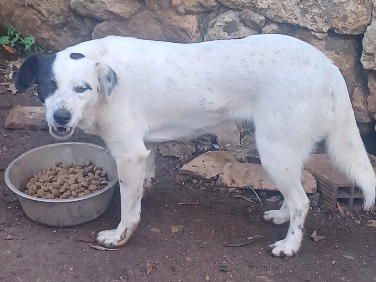 Adotta un cane, taglia media contenuta, femmina, Catanzaro