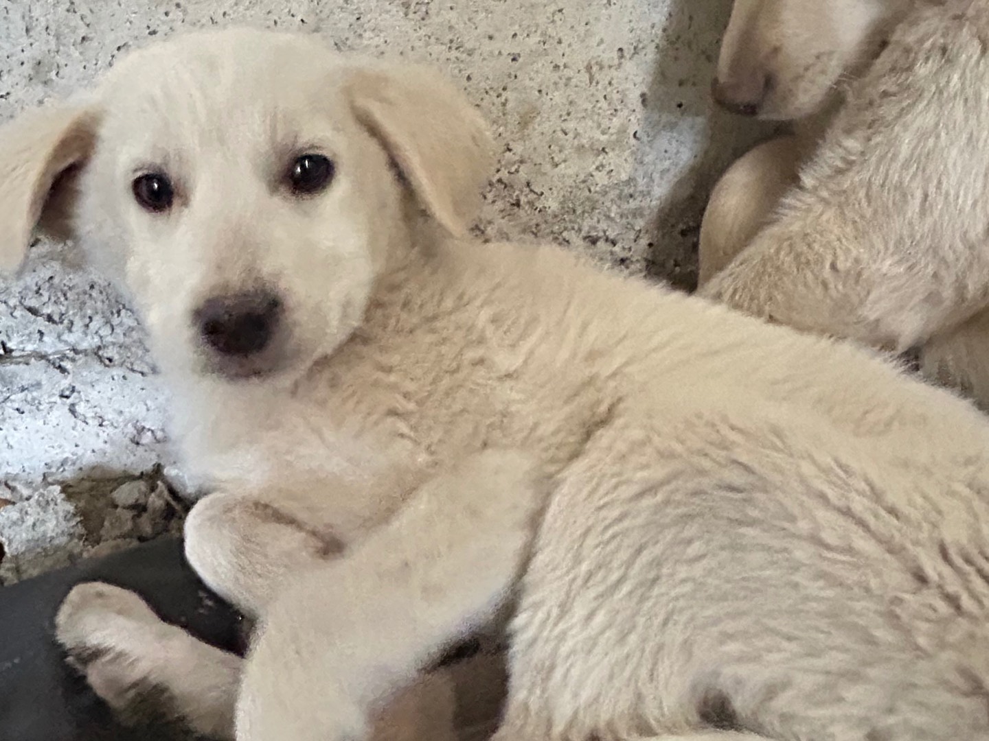 Vuoi adottare un cane a Catanzaro?