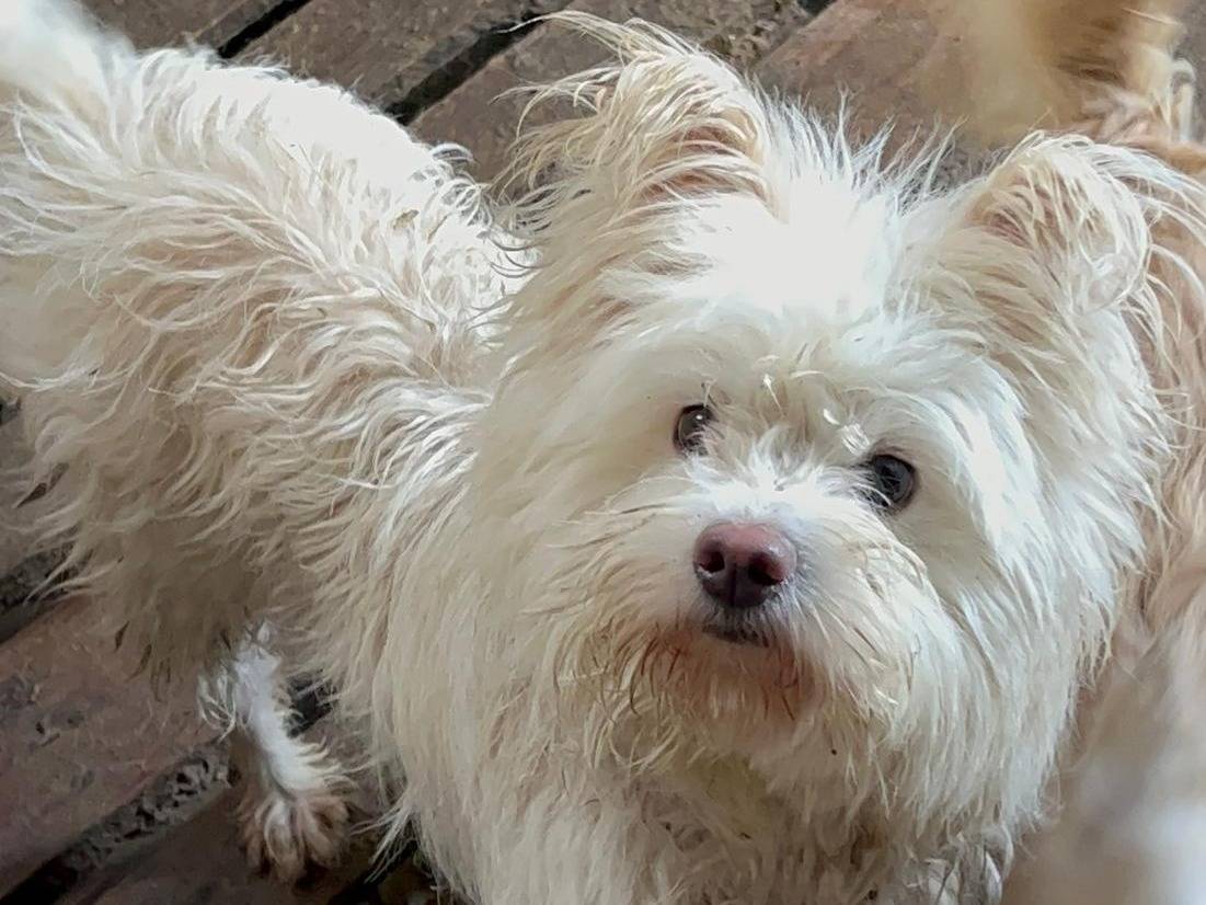 Adozione cane, maschio, Maltese, 4 anni e 11 mesi, taglia piccola, Milano