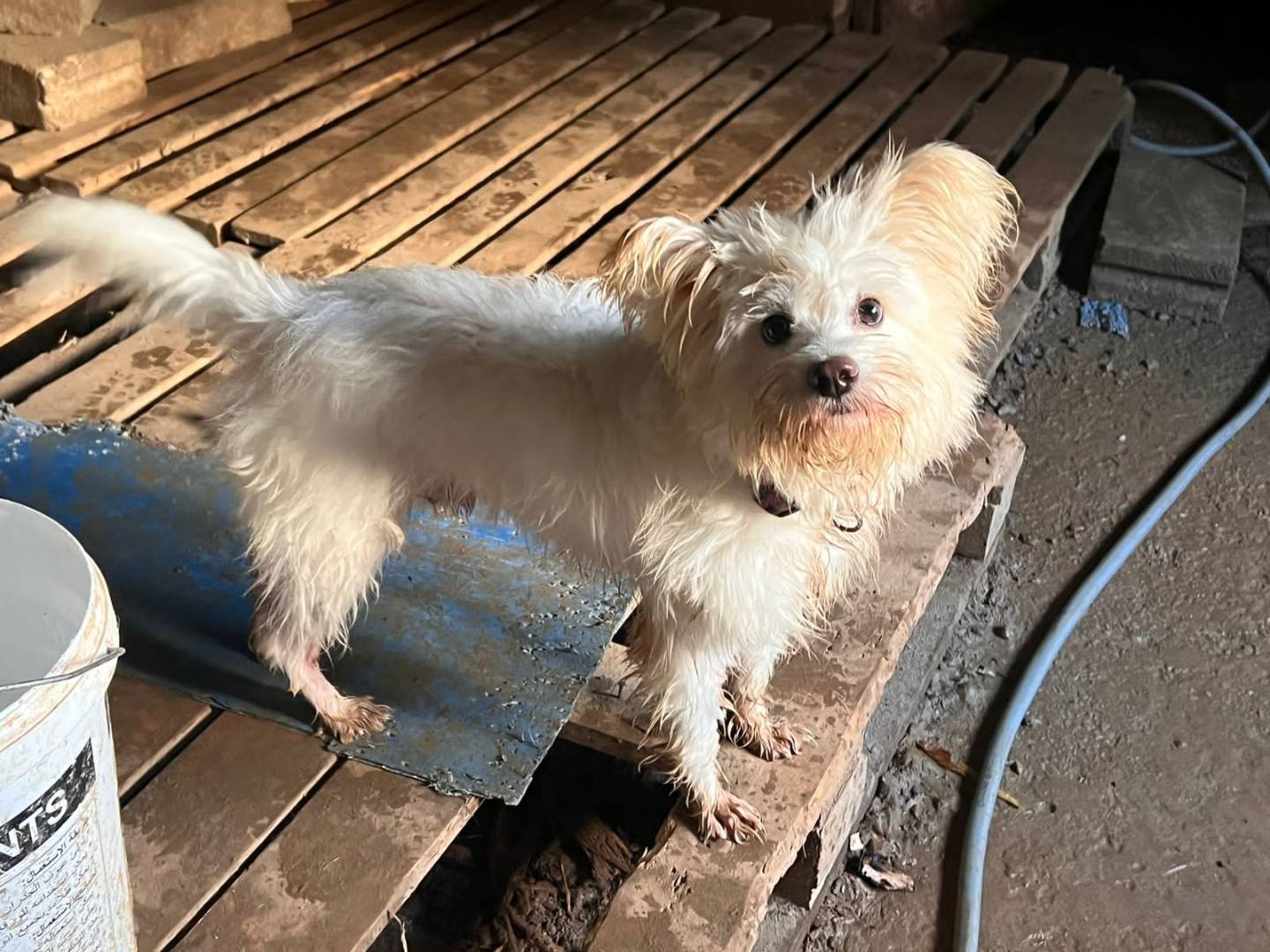 Adotta un cane, maschio, 4 anni e 11 mesi, Milano