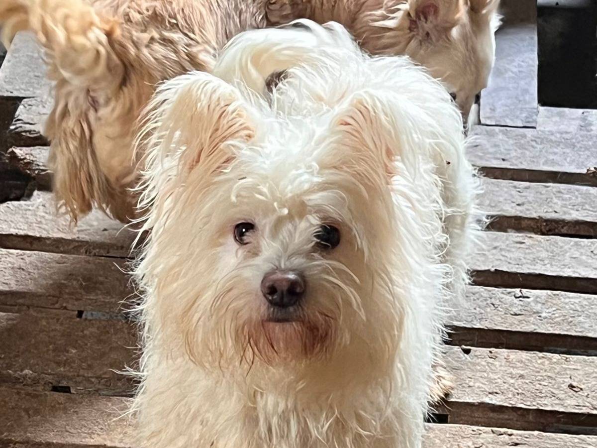 Adotta un cane, taglia piccola, maschio, Milano