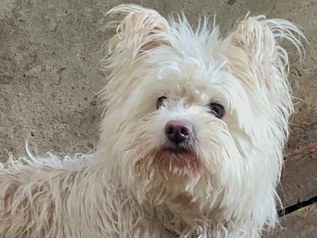 Vuoi adottare un cane a Milano?