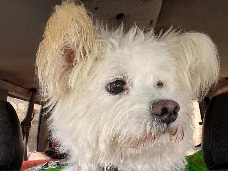 Adotta il cane HERO a Milano