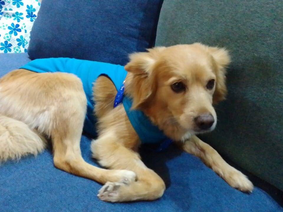 Adozione cane, maschio, meticcio, 8 anni e 3 mesi, taglia piccola, Milano