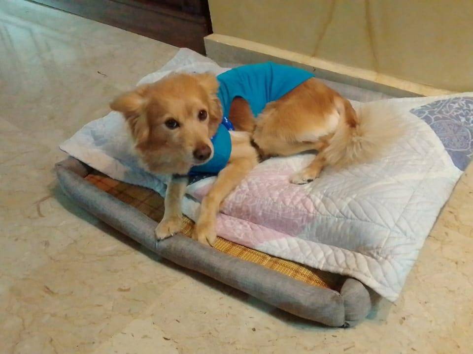 Adotta un cane, maschio, 8 anni e 3 mesi, Milano