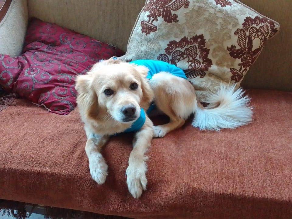 Adotta un cane, taglia piccola, maschio, Milano