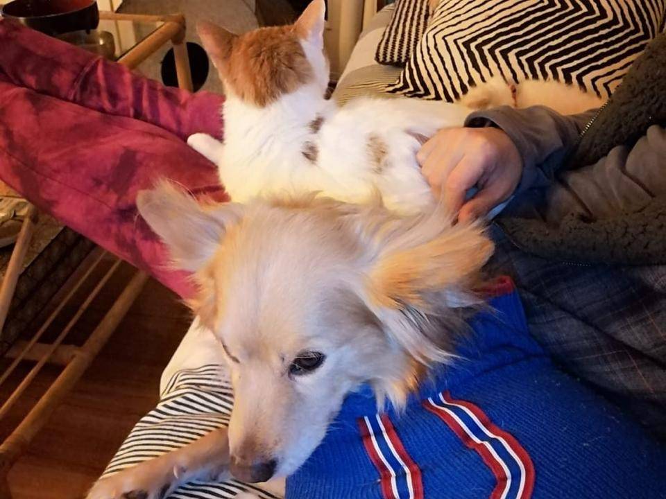 Vuoi adottare un cane a Milano?