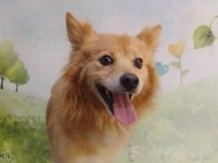 Adotta il cane Bruno a Milano