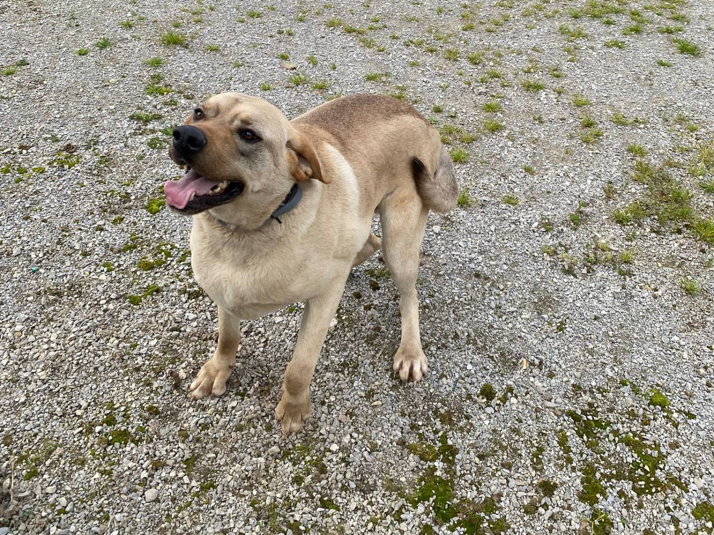 Adotta un cane, taglia media, maschio, Milano