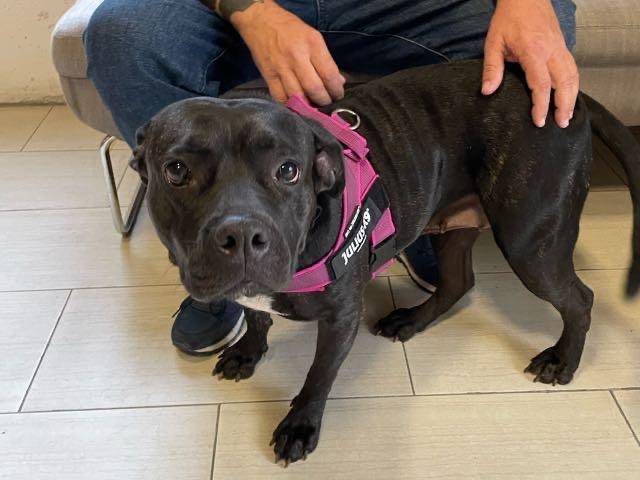 Adozione cane, femmina, meticcio, 3 anni e 8 mesi, taglia media, Milano