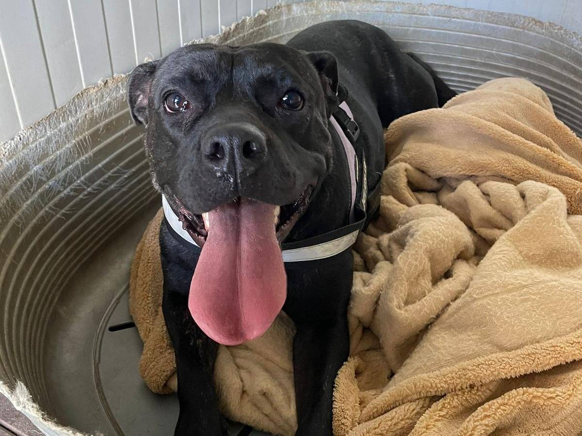 Adotta un cane, femmina, 3 anni e 8 mesi, Milano