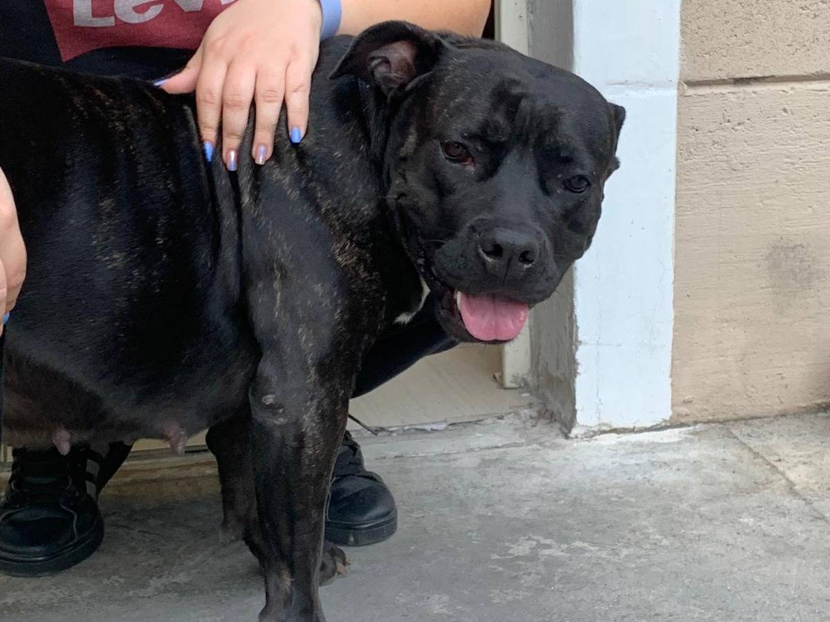 Adotta un cane, taglia media, femmina, Milano