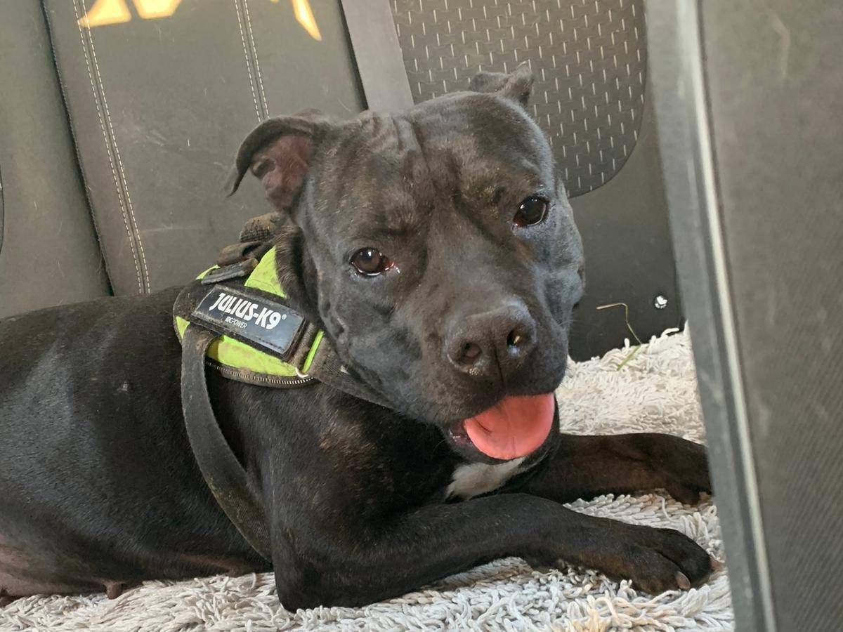 Vuoi adottare un cane a Milano?