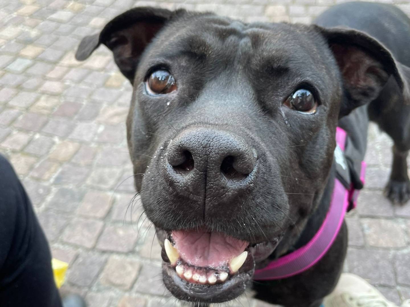 Adotta il cane ODIE a Milano