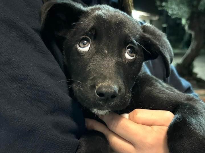 Adozione cane, maschio, meticcio, 2 anni e 7 mesi, taglia media, Siracusa