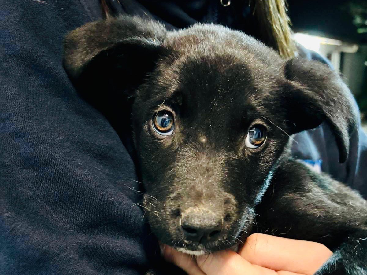 Adotta un cane, maschio, 2 anni e 7 mesi, Siracusa