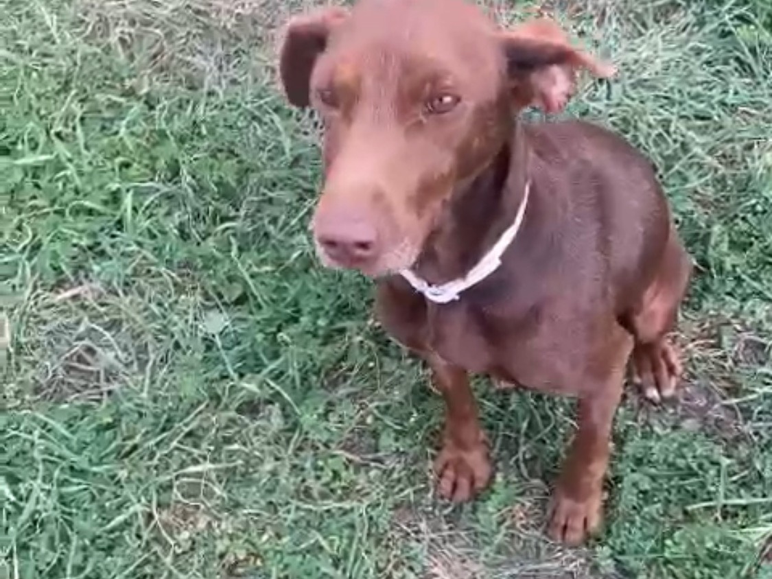 Adotta un cane, femmina, 7 anni, Siracusa
