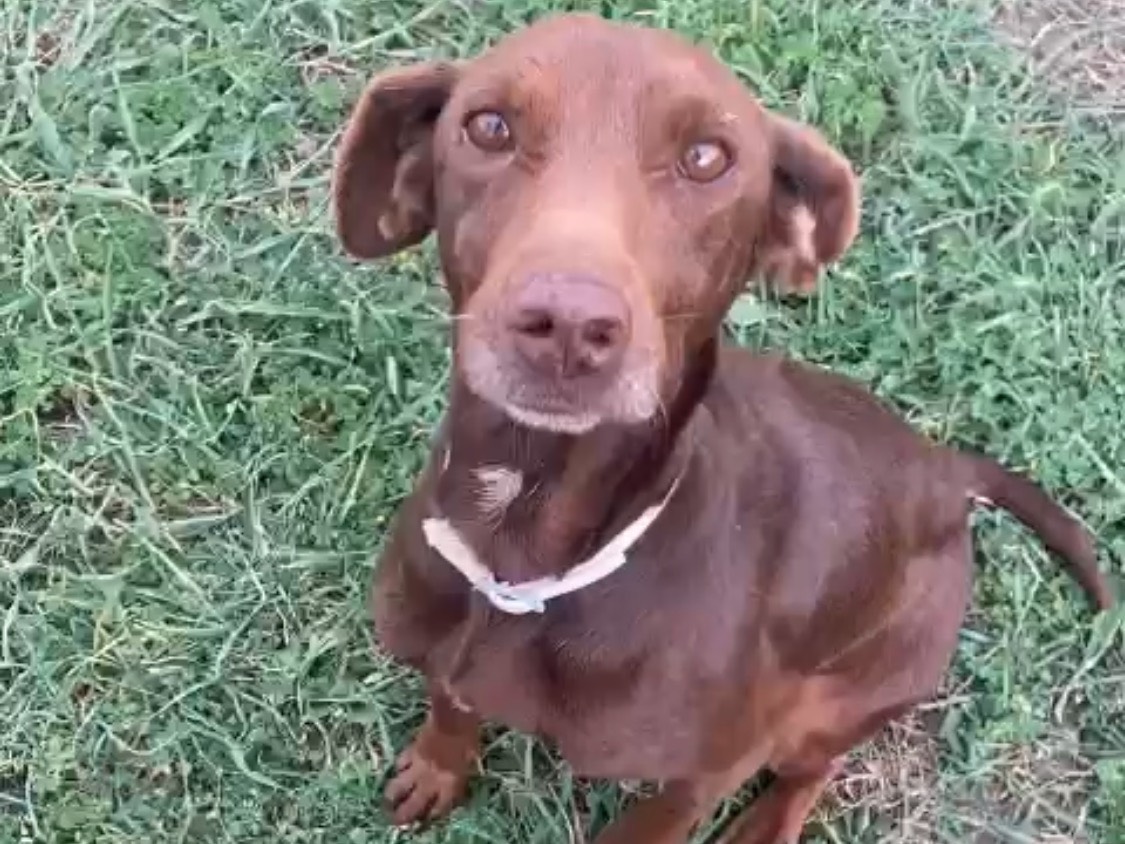 Adotta un cane, taglia media contenuta, femmina, Siracusa
