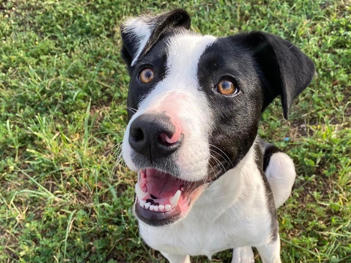 Adozione cane, femmina, Pitbull, 3 anni e 4 mesi, taglia media, Siracusa