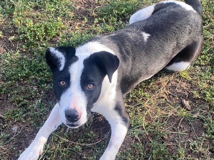Adotta un cane, femmina, 3 anni e 4 mesi, Siracusa