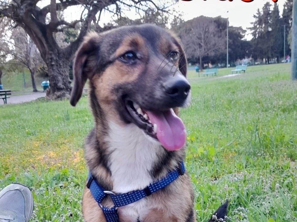 Adozione cane, maschio, meticcio, 2 anni, taglia piccola, Siracusa