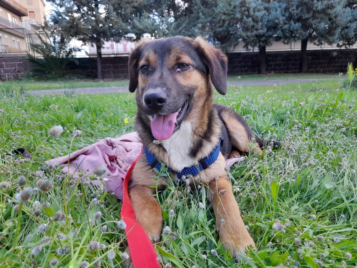 Adotta un cane, maschio, 2 anni, Siracusa