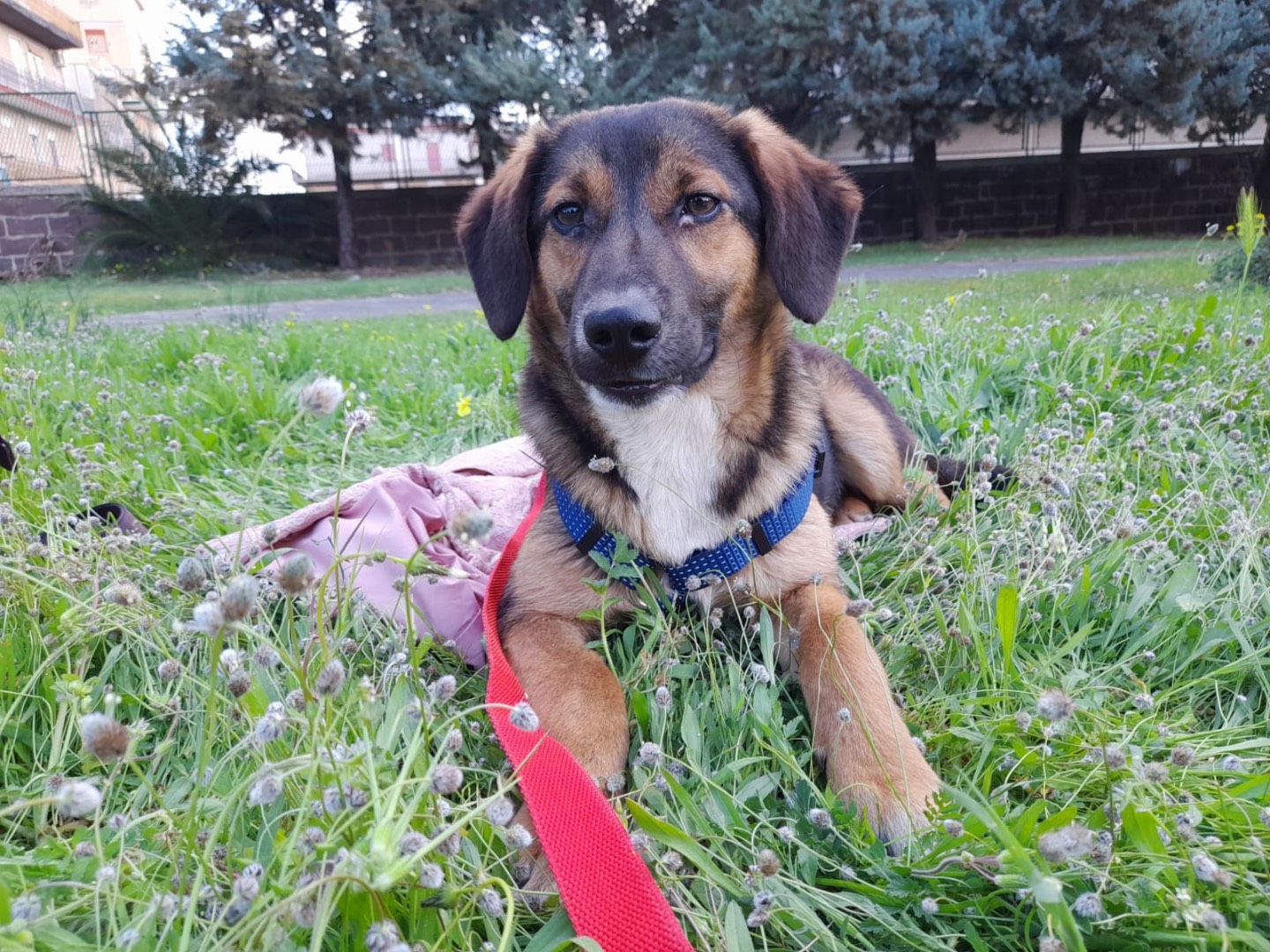 Adotta un cane, taglia piccola, maschio, Siracusa