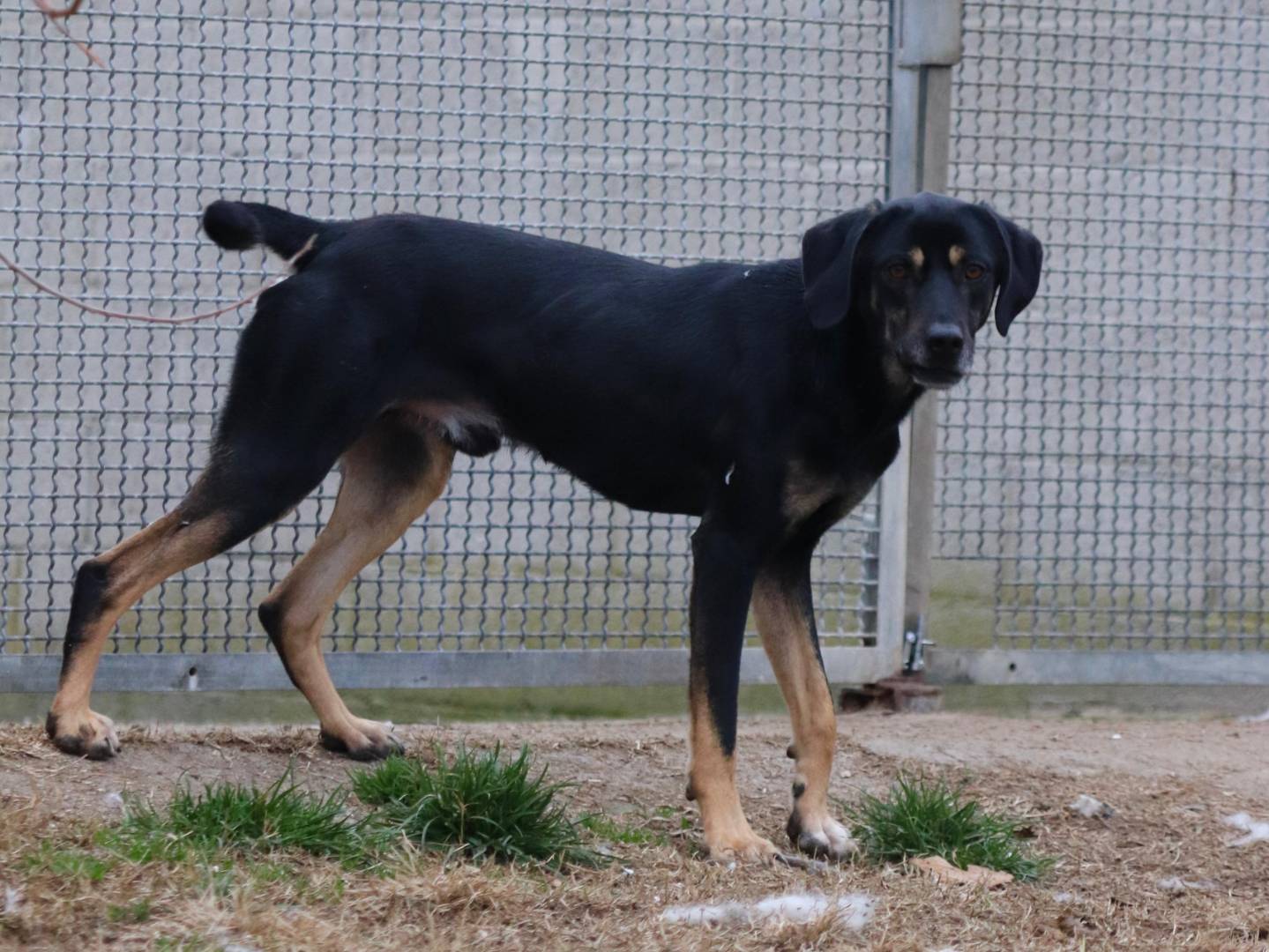Adotta un cane, maschio, 3 anni  e 5 mesi , Milano
