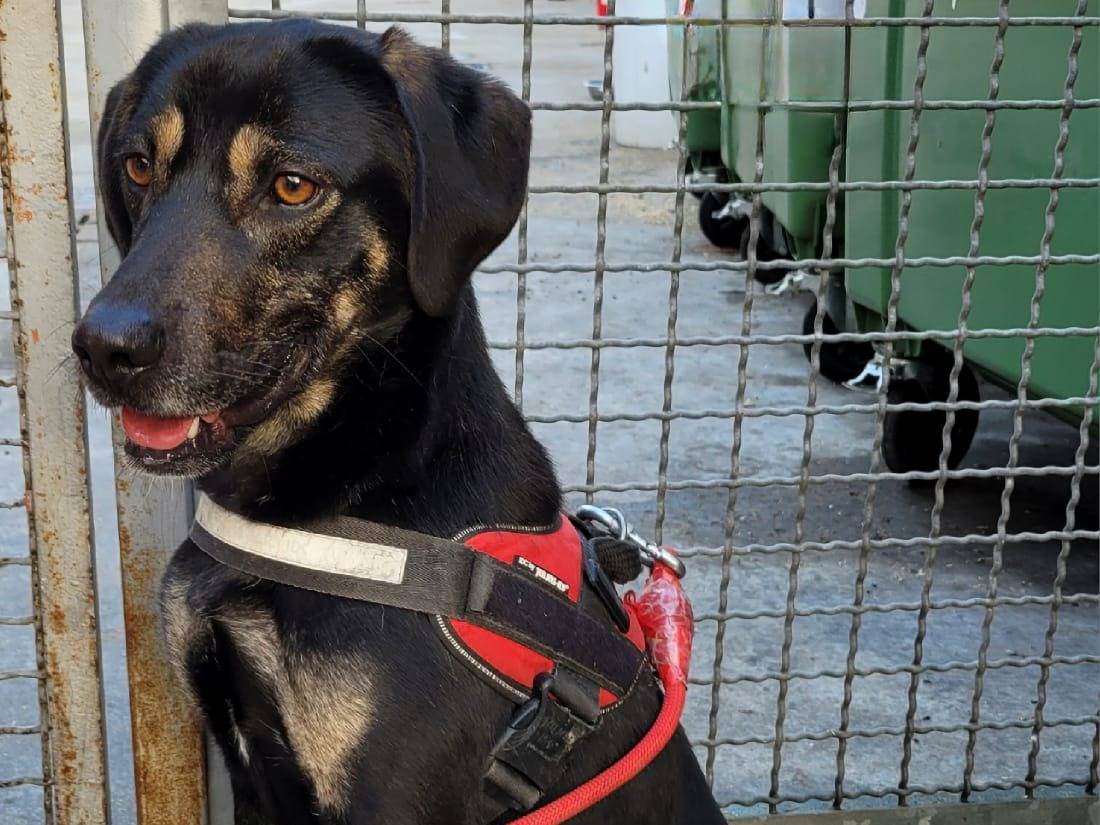 Adotta un cane, taglia media, maschio, Milano