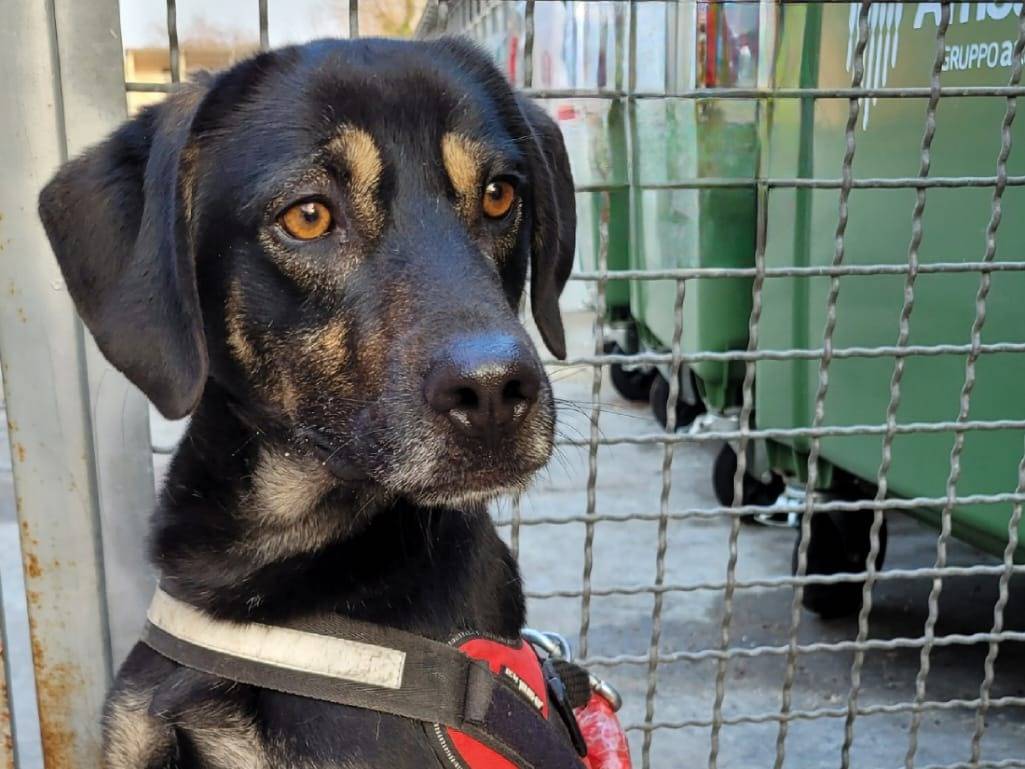 Vuoi adottare un cane a Milano?
