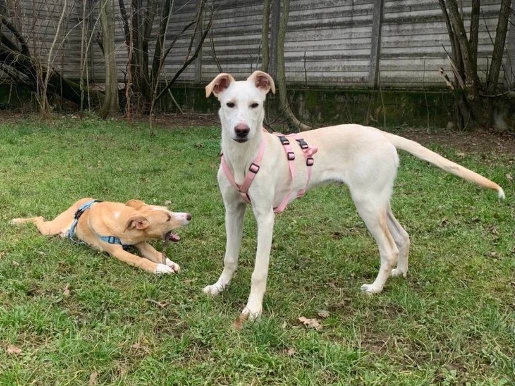Adotta un cane, maschio, 2 anni  e 1 mese, Milano