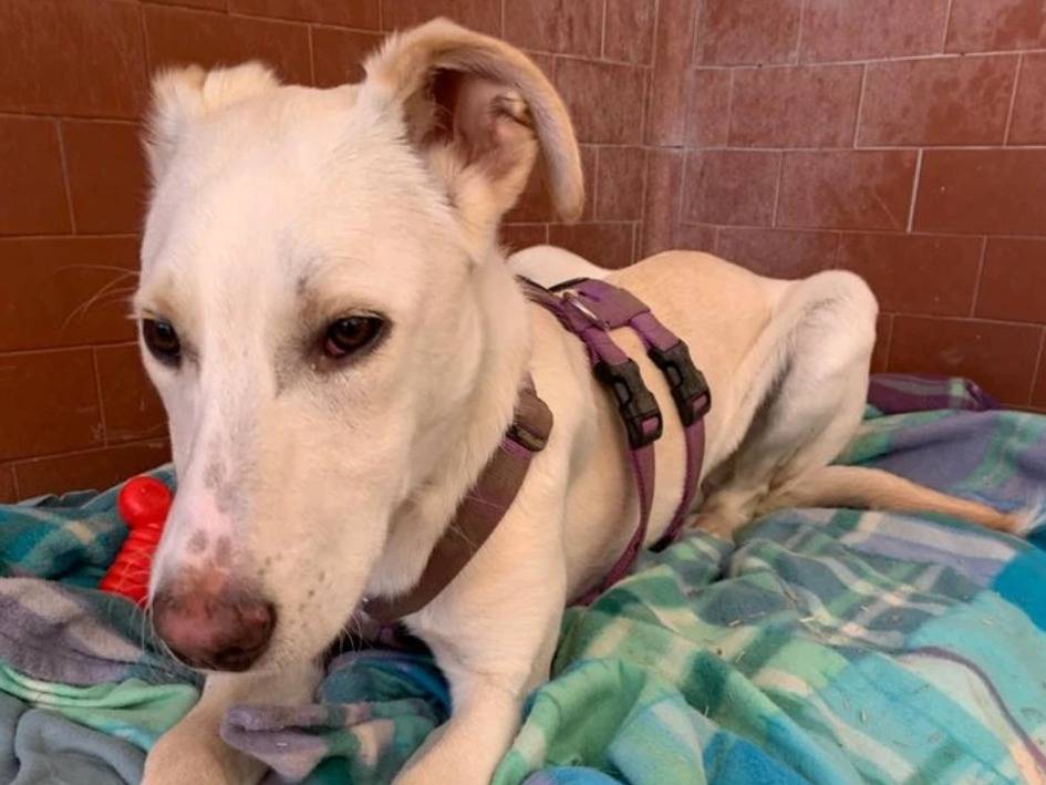 Adotta il cane Alvin  a Milano