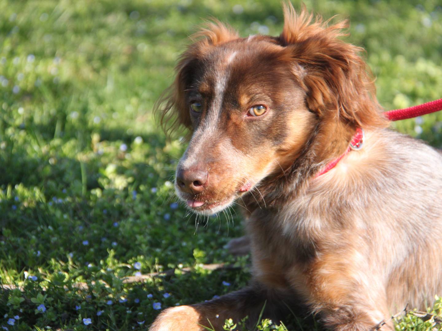 Adozione cane, maschio, Setter Inglese, 2 anni e 10 mesi, taglia media contenuta, Milano