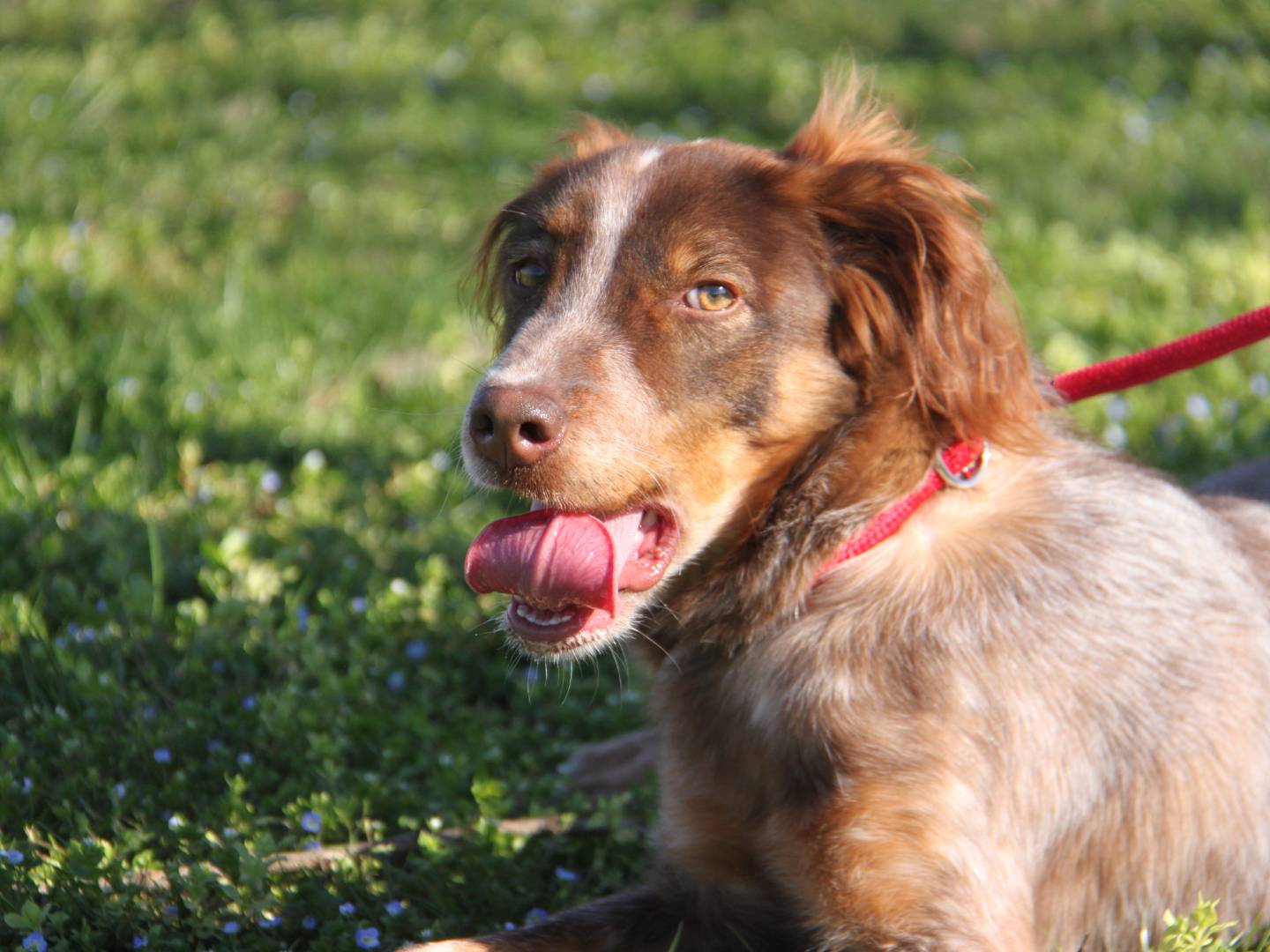 Adotta un cane, maschio, 2 anni e 10 mesi, Milano