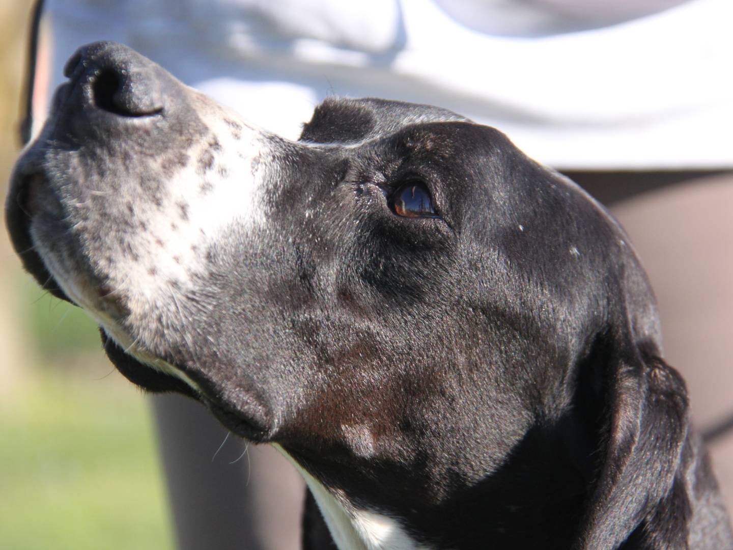 Adozione cane, femmina, Pointer, 7 anni e 3 mesi, taglia media contenuta, Milano