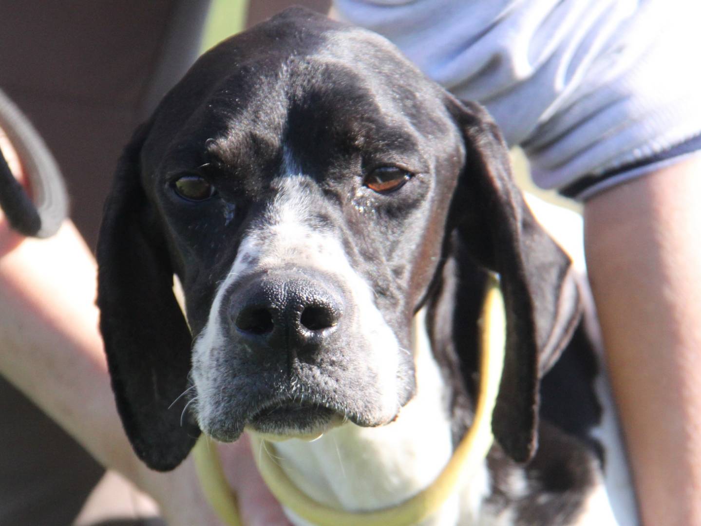 Adotta un cane, femmina, 7 anni e 3 mesi, Milano