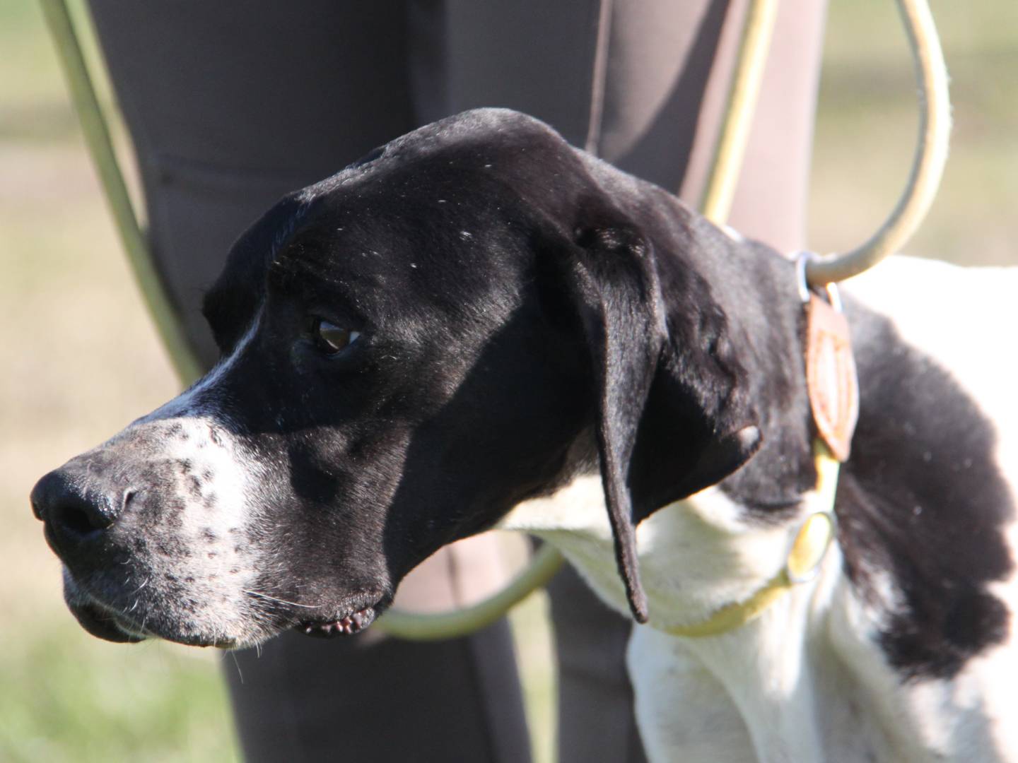 Adotta un cane, taglia media contenuta, femmina, Milano