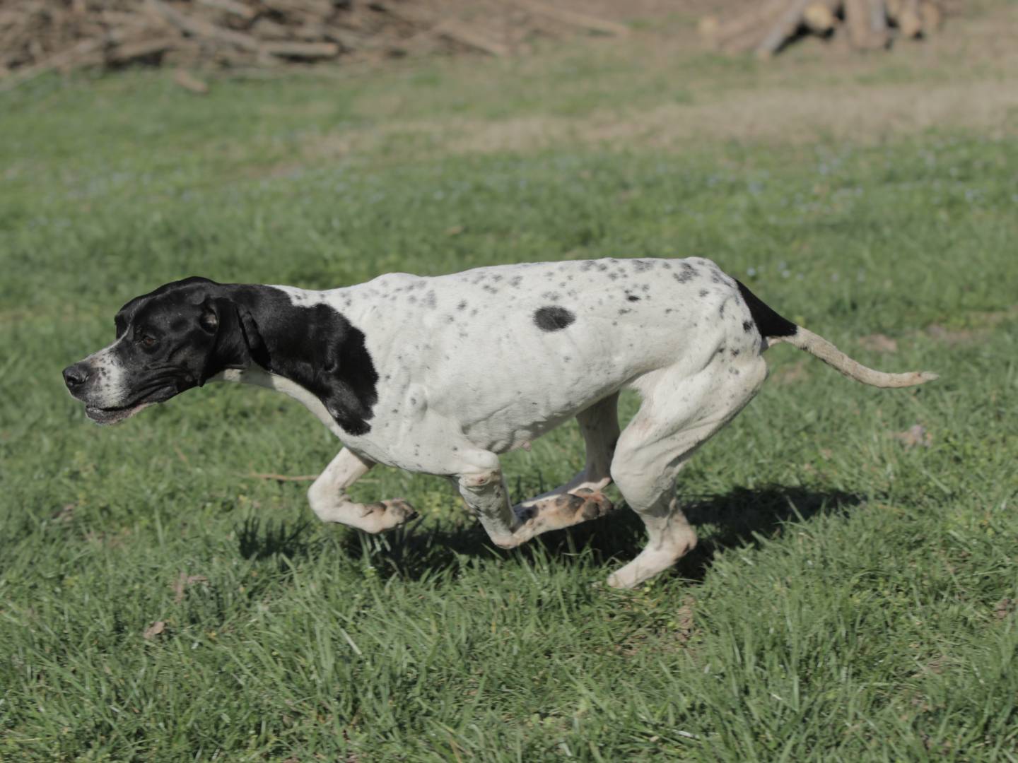 Vuoi adottare un cane a Milano?
