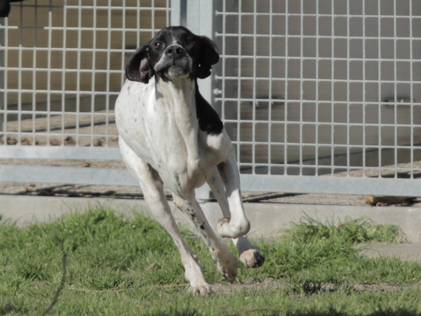 Adotta il cane PEPSI a Milano