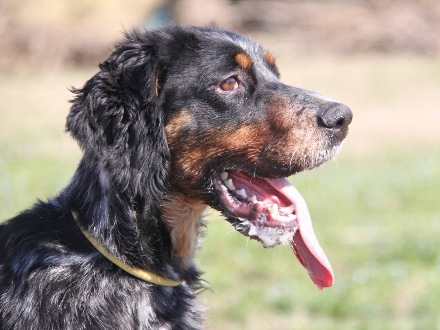 Adozione cane, femmina, Setter Inglese, 3 anni e 5 mesi, taglia media contenuta, Milano