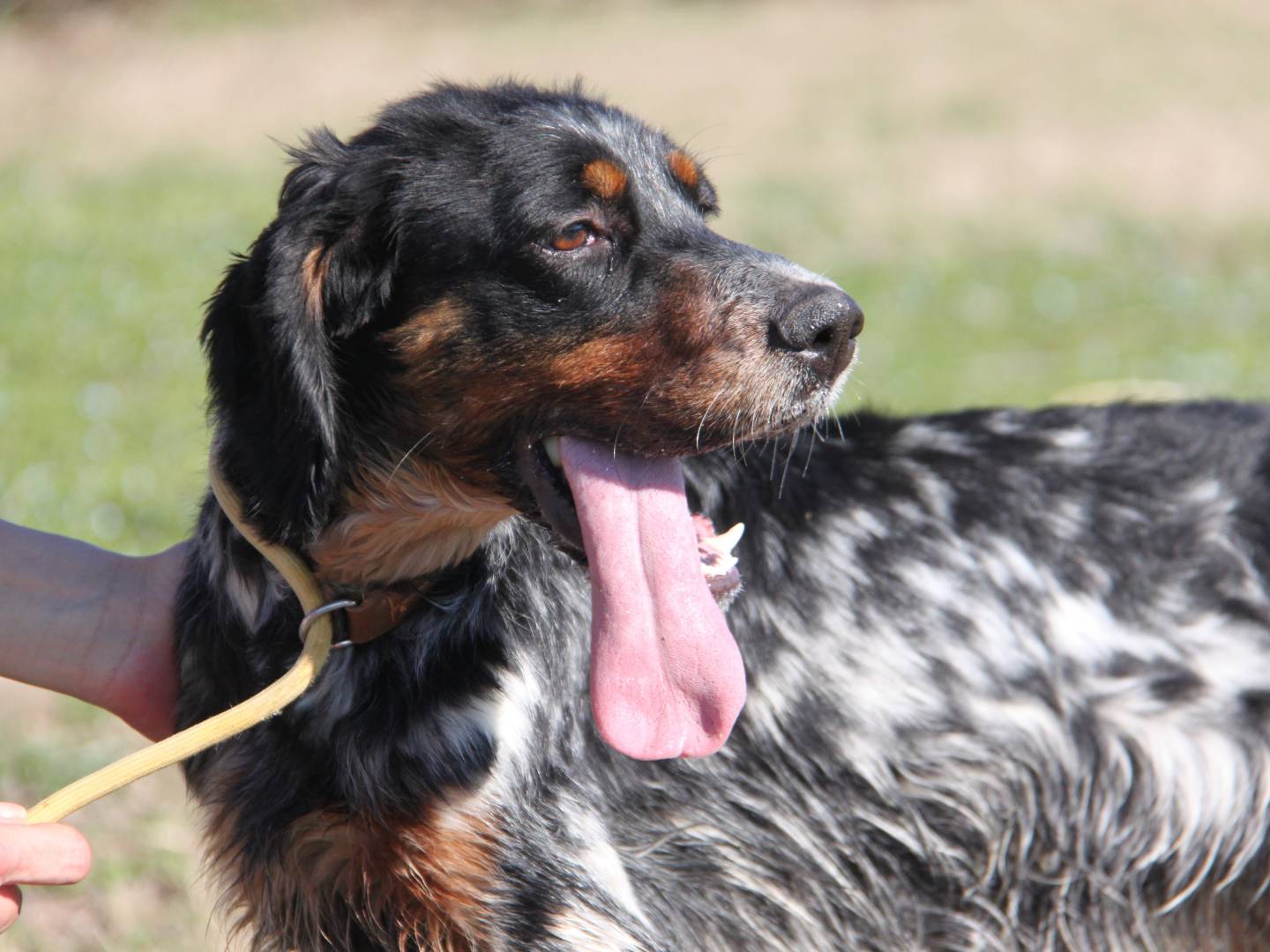 Adotta un cane, taglia media contenuta, femmina, Milano