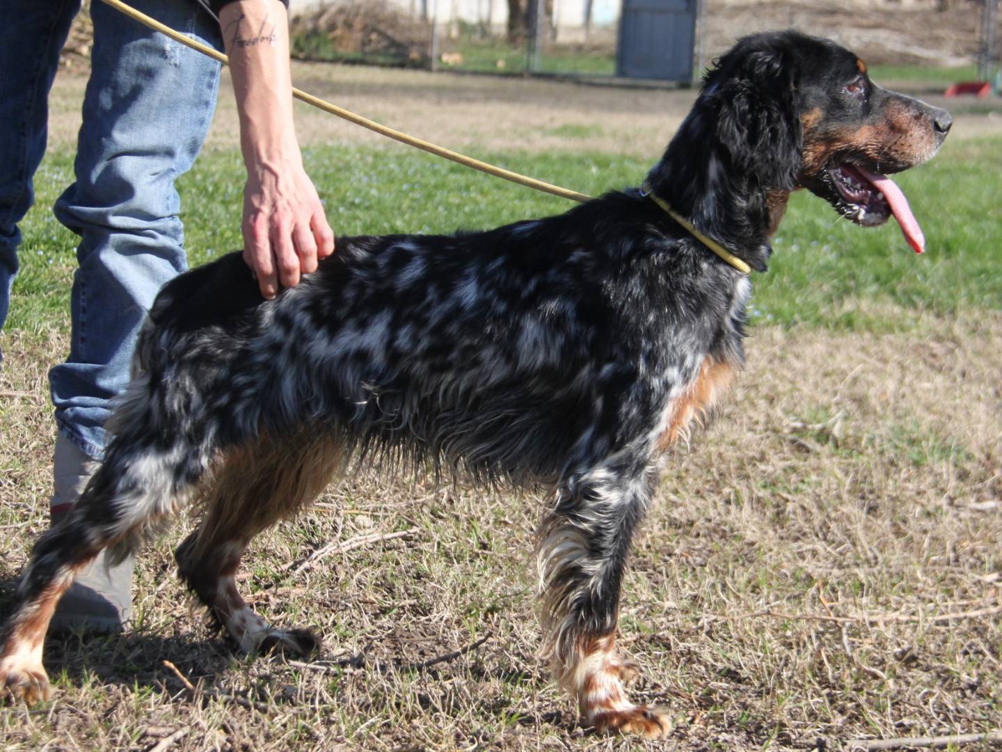 Vuoi adottare un cane a Milano?