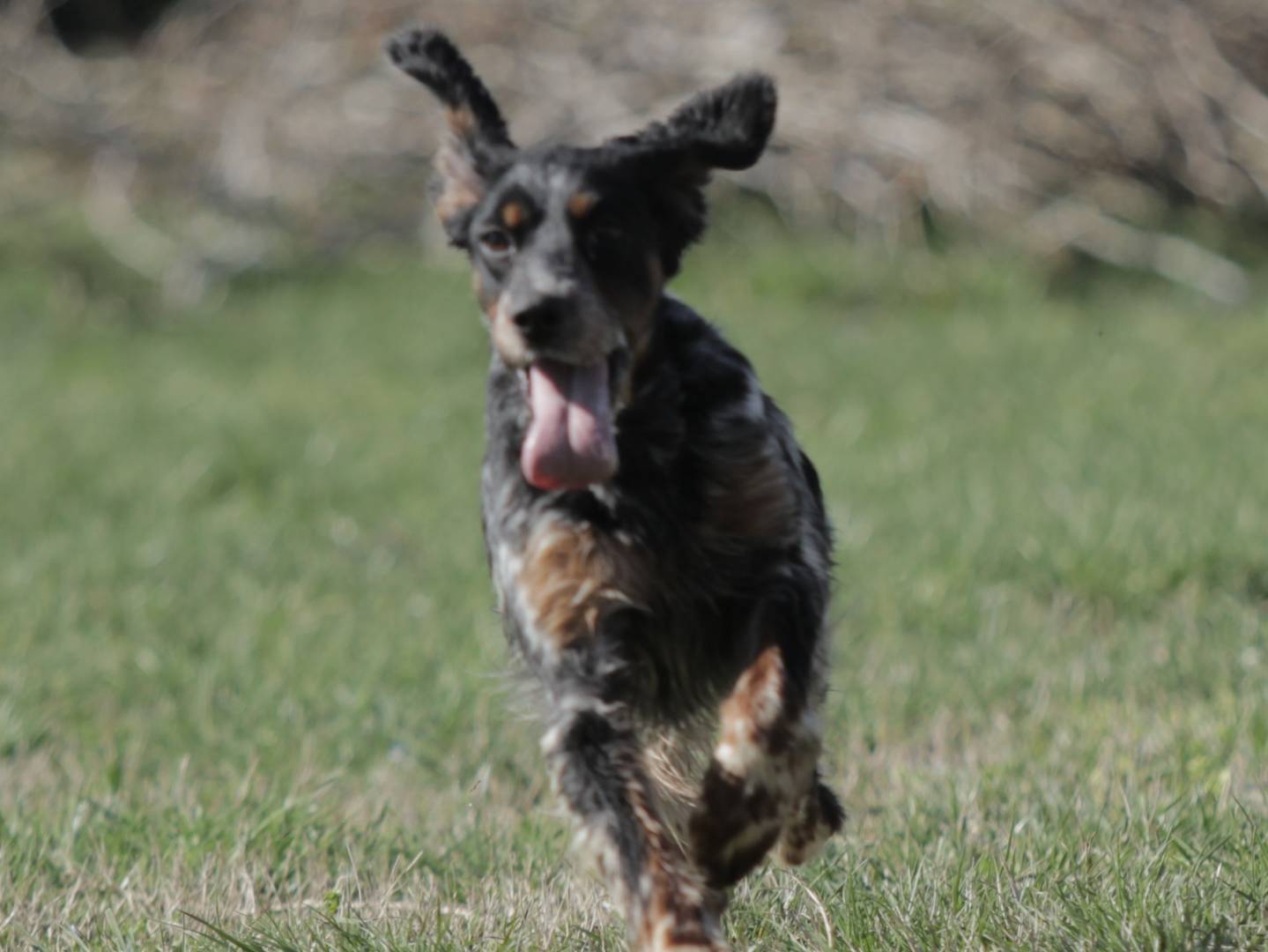 Adotta il cane Brina a Milano