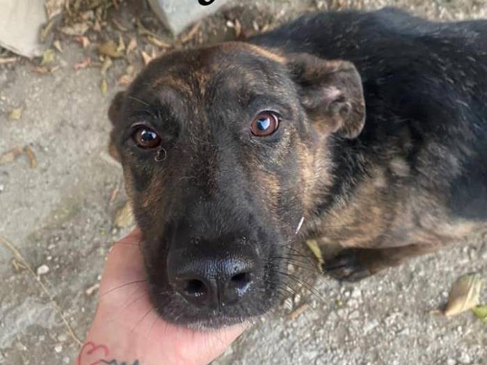 Adozione cane, femmina, Pastore tedesco, 6 anni e 7 mesi, taglia grande, Milano