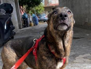 Adotta un cane, femmina, 6 anni e 7 mesi, Milano