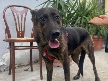 Adotta un cane, taglia grande, femmina, Milano