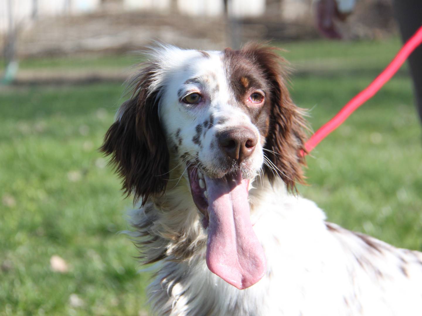 Adotta un cane, taglia media contenuta, femmina, Milano