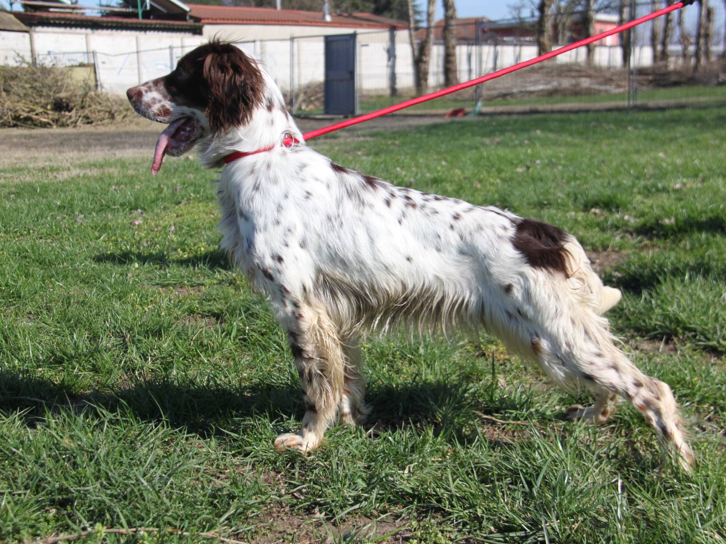 Vuoi adottare un cane a Milano?