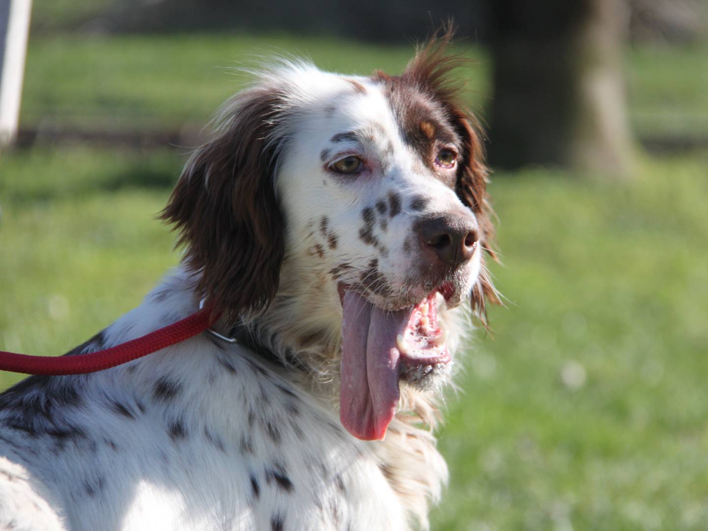 Adotta il cane BRUNA a Milano