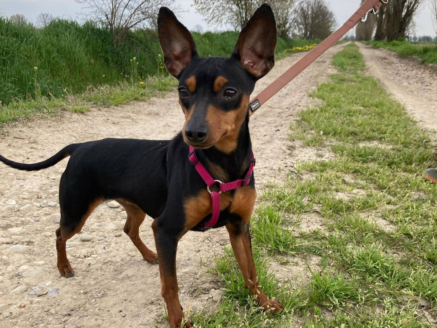Adozione cane, femmina, Pinscher, 3 anni e 9 mesi, taglia piccola, Milano